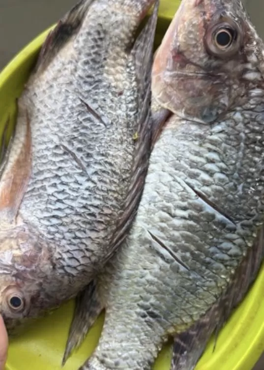 Ikan Nila Olah 2 Ekor